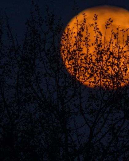 Photo of the full moon in the dark sky behind some trees